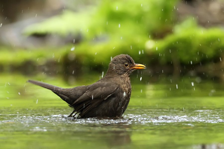Kos černý (Turdus merula Kos, Wildlife, Bird, Animals, Animales, Animaux, Birds, Animal, Animais