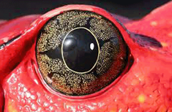 Pin By Huseyinramadan10 On Eyes Animal Close Up Unusual Animals Eye Close Up Pin By Huseyinramadan10 On Eyes Animal Close Up Unusual Animals Eye Close Up