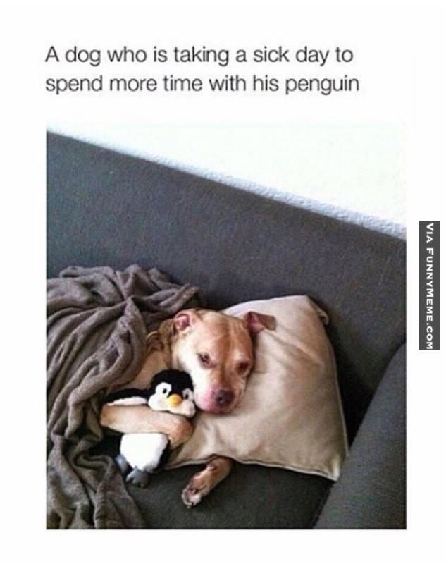 dog memes doggy sick day animal memes pinterest dog memes f11b9e6b9d3f672e2895a5bccb16abb0 dog memes doggy sick day animal memes pinterest dog memes