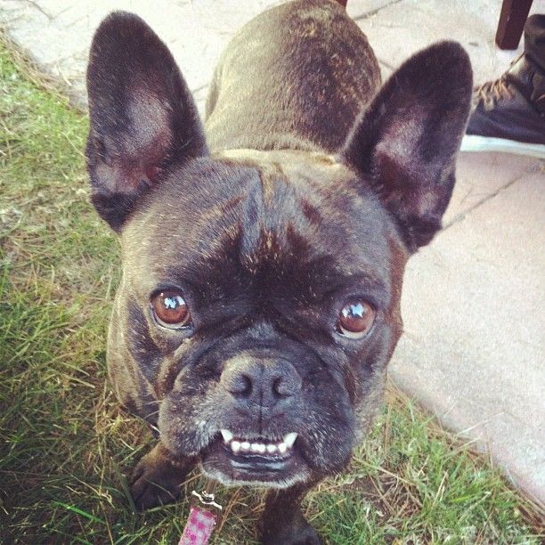 French Bulldog I Love The Underbite French Bulldog Dogs