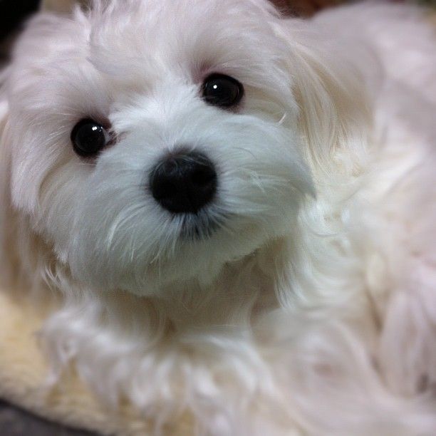 Beautiful Maltese Dogs Maltese Puppy Cute Animals