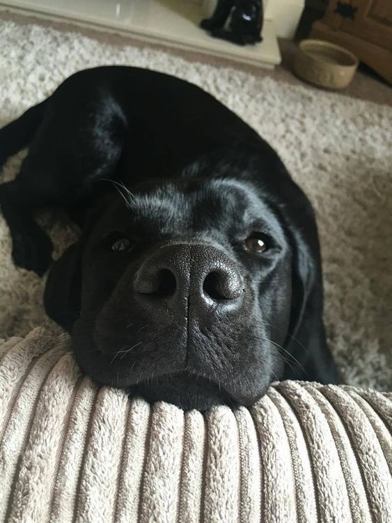 For National Black Dog Day, lets all consider black dogs and make sure that next time we are in a shelter or rescue, we aren’t passing up those beautiful black coats unintentionally. Labrador Retrievers, Black Labrador Retriever, Lab Dogs, Black Lab Puppies, Labrador Retriever Puppies, Cute Puppies, Dogs And Puppies, Cute Dogs, Doggies