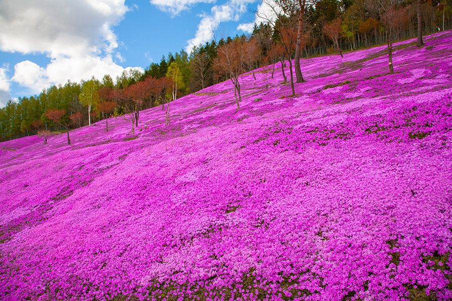 16 Fast Growing Ground Cover Plants to Transform Your Yard