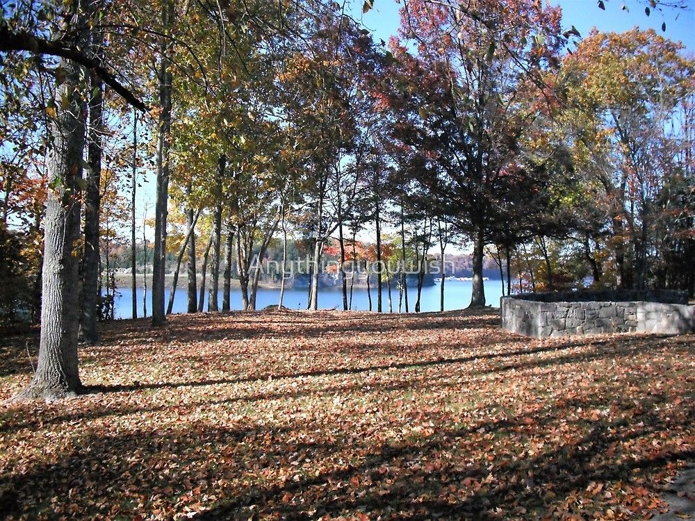 in Somerset KY fall, trees