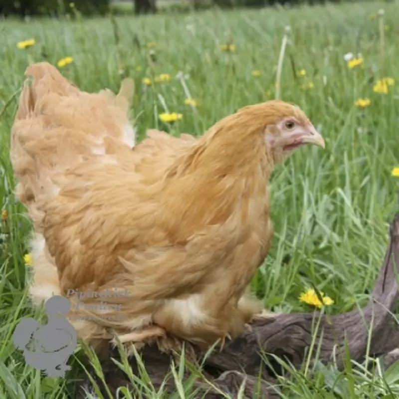 Cochin Chickens for Sale Buy Buff Cochin Hens Online, Delivered UK