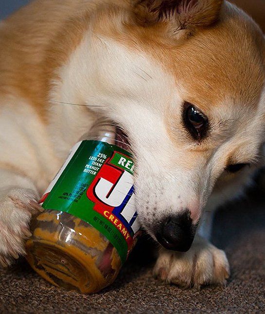 Healthiest Food For Dogs Uk Healthiest Food For Dogs Uk