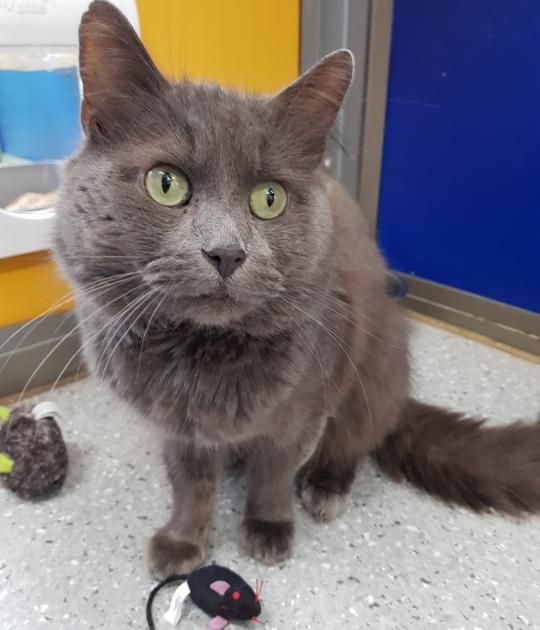 Rehome A Cat Smokey National Animal Welfare Trust National Animal Rehome A Cat Smokey National Animal Welfare Trust National Animal