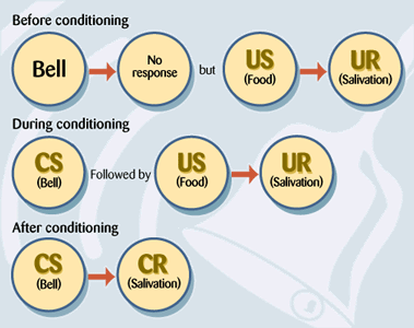 classical conditioning examples google search psych psychology classical conditioning examples