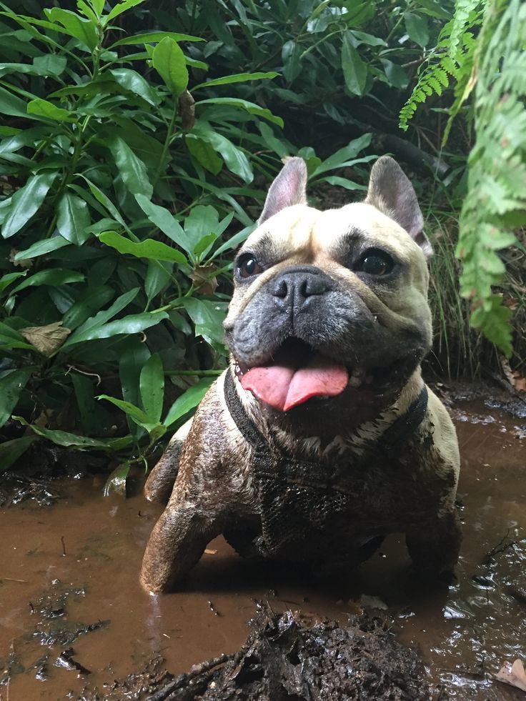 Maggie The Muddy French Bulldog Out In The Great Outdoors