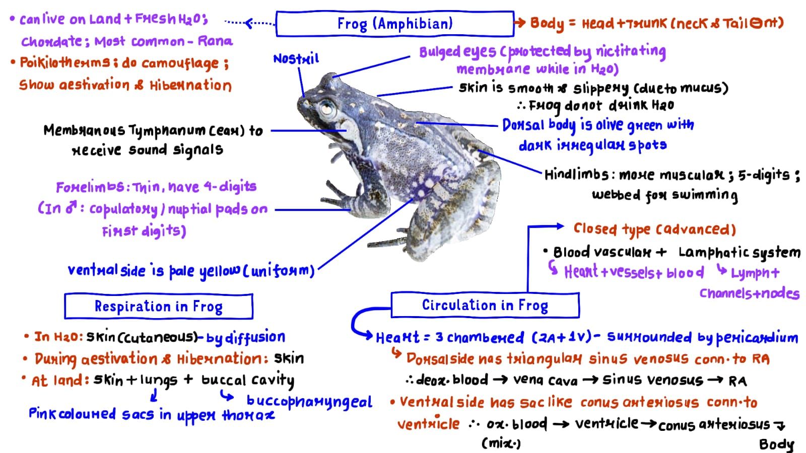 frog 🐸 shortnotes #1 by Vipin sir