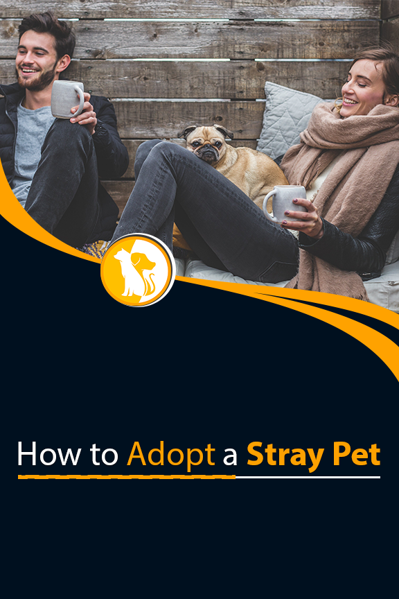 How To Adopt A Stray Pet Adoption Stray Pets how-to-adopt-a-stray-pet-adoption-stray-pets