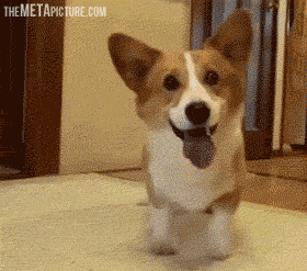 Ball Ball Ball Ball Cuties Dogs Corgi Cute Animals