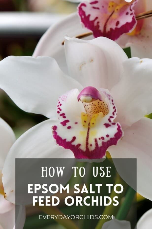 White And Pink Flowers With The Words How To Use Epsom Salt To Feed Orchids white-and-pink-flowers-with-the-words-how-to-use-epsom-salt-to-feed-orchids
