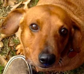 Adopt Clyde On Dachshund Breed Adoptable Dachshund Dog Dachshund