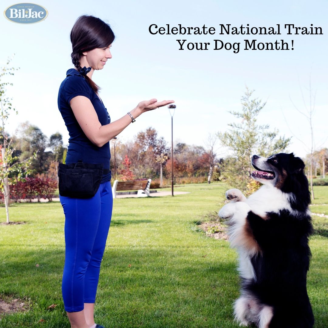 What New Tricks Will You Teach Your Pooch This Month Don T Forget