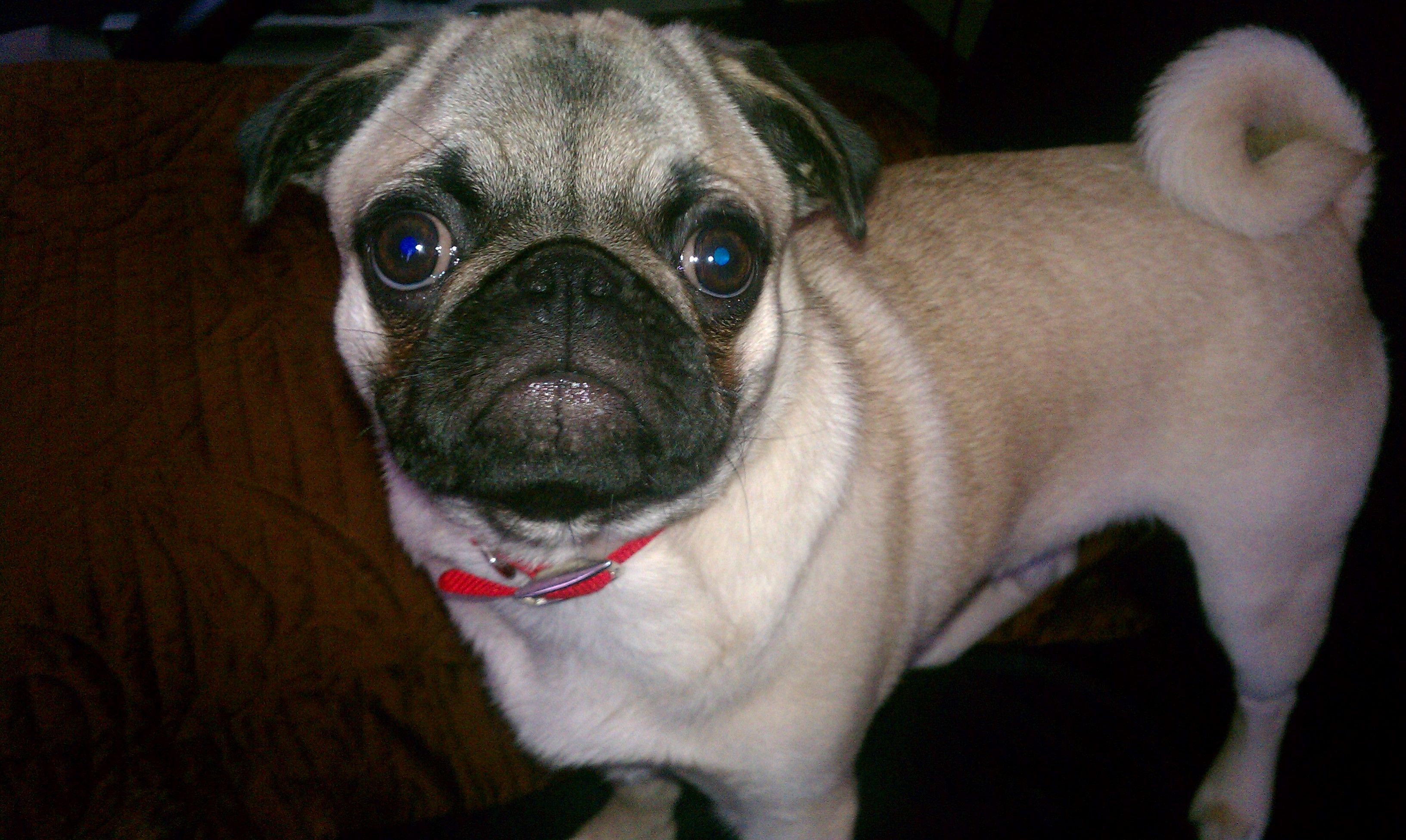 I Want To Have A Brown Pug Mine S Black Cute Animals Pugs