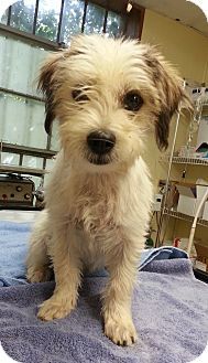 Norcross Ga Cairn Terrier Meet Hope A Puppy For Adoption