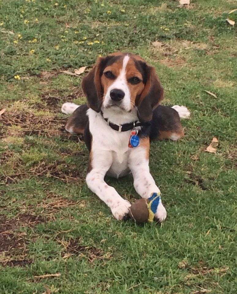Jax Another Baby Rescue Dogs Up For Adoption Beagle