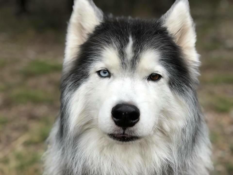 Odin The Wooly Husky Heterochromia Eyes Dogpictures Dogs Aww