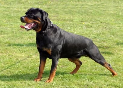 Rottweiler Guard Dog Training Guard Dog Training Rottweiler