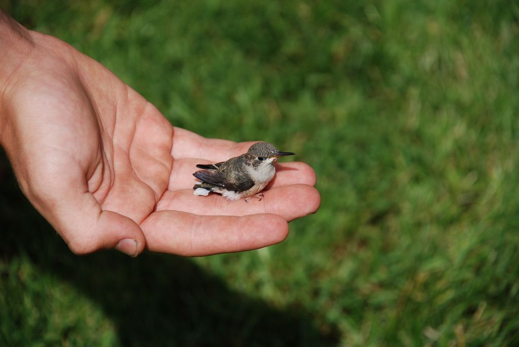 Flickr Baby hummingbirds, Hummingbird, Pet birds