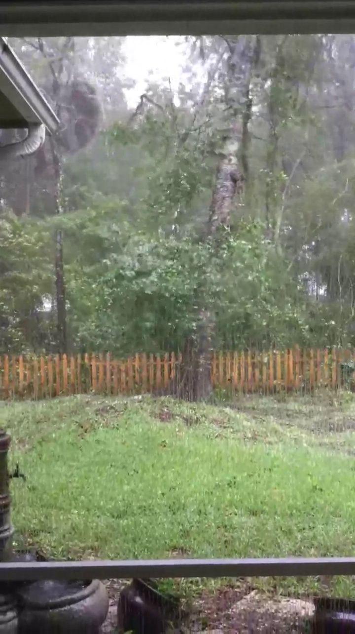 10 tree problems problematic trees ideas mother nature tree service nature coconut tree removal on 10 tree problems problematic trees ideas mother nature tree service nature pinterest