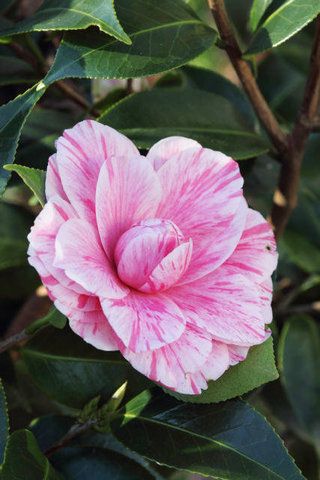 Camellia Forest Nursery Chapel Hill Outdoors Pinterest Camellia Forest Nursery Chapel Hill