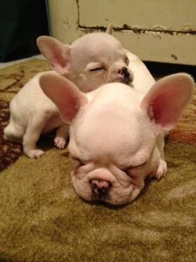 Wtf Is That Pinkin And The Brain X 2 French Bulldog Puppies