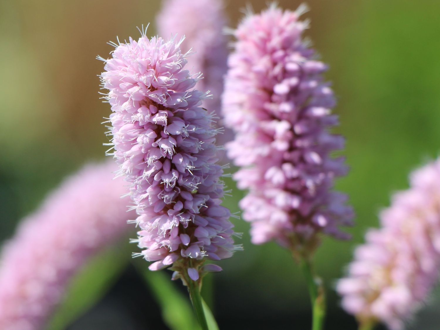 Bistorta officinalis Knöterich Superba