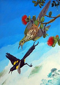 Illustration of extinct birds Kioea (Chaetoptila angustipluma) (Extinct 1859) above, with Hawai'i O'o (Moho nobilis) (Extinct 1902) (below) on a flowering Ohia (Metrosideros polymorpha) - Julian Hume Extinct Birds, Hume, Nature Photographs, Extinction, Amazing Nature, Prehistoric, Nature Pictures, Predator, Picture Library