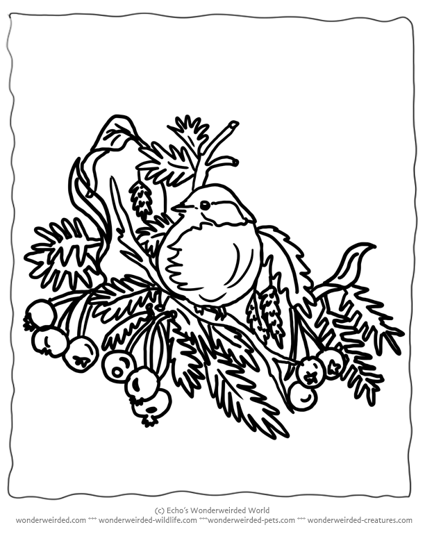 Printable Christmas Coloring Pages Birds For Wonderweirded Wildlife Winter To Color