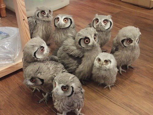 S Cute Animaux Adorables Bebes Animaux Mignons Bebes Animaux S Cute Animaux Adorables Bebes Animaux Mignons Bebes Animaux