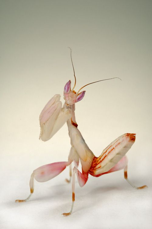 Insect Stick Insect Insects Beautiful Bugs