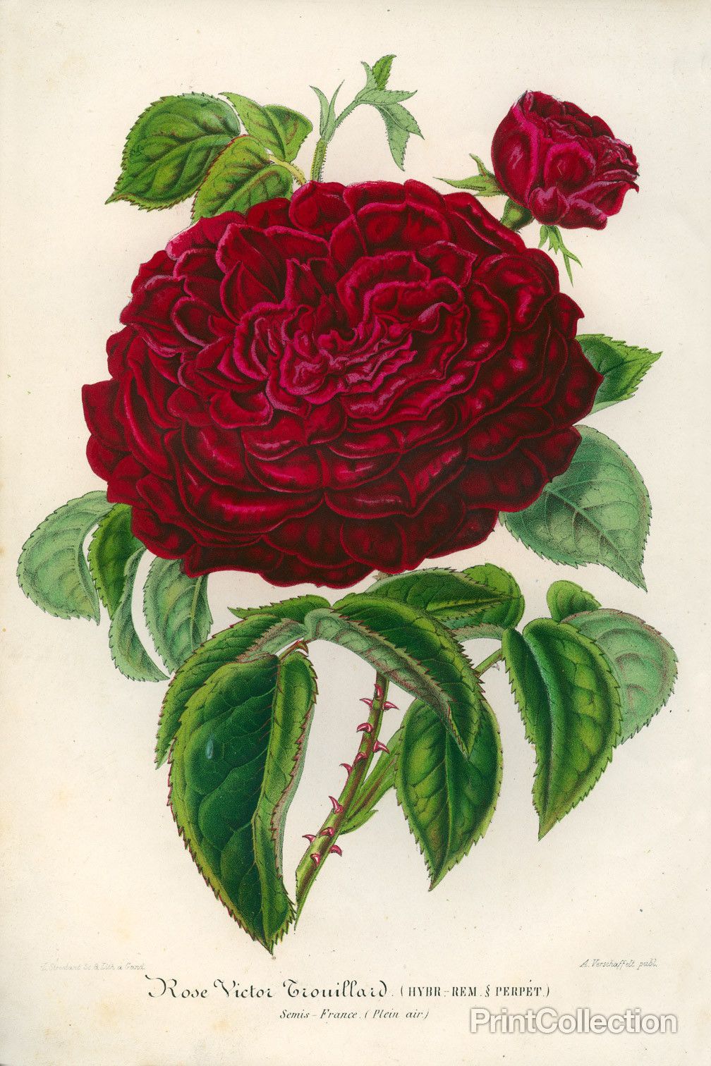 old school botanical poster ROSA FRANCOIS LACHARME FLOWER prize beauty 24X36