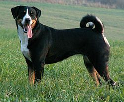Le Bouvier De L Appenzell Est Un Chien De Bouvier Suisse Dog Breeds Mountain Dogs Appenzeller Dog