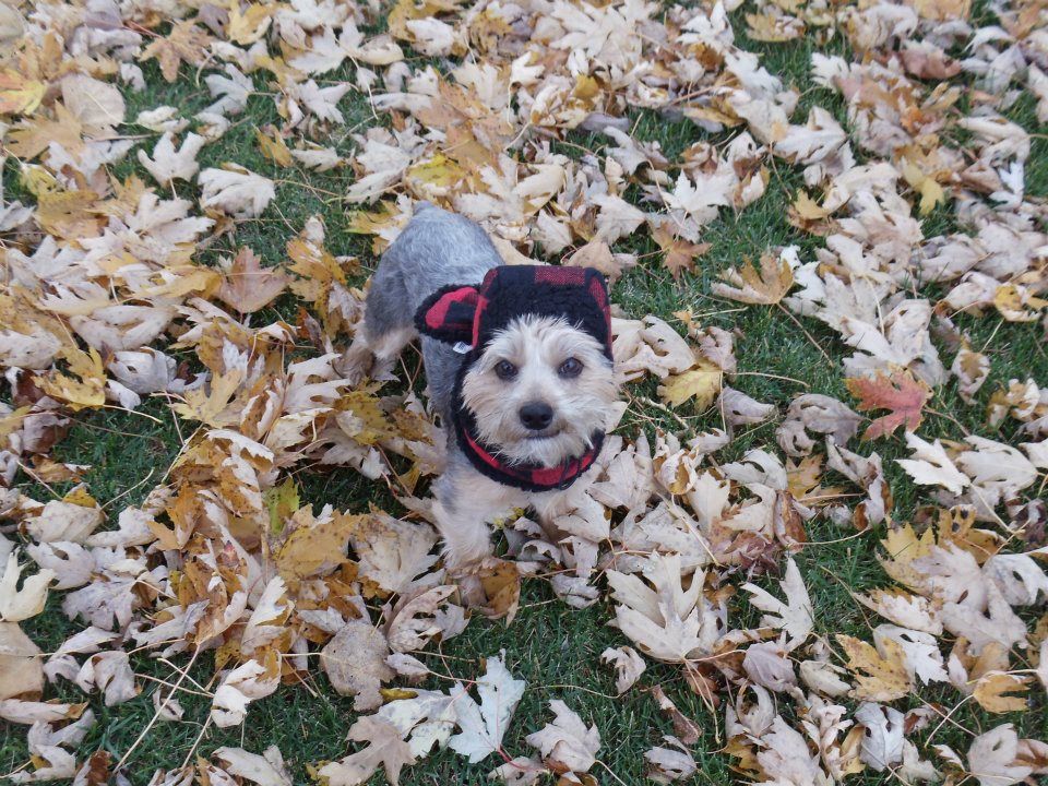 My favorite picture of my doggie look at that smirk and
