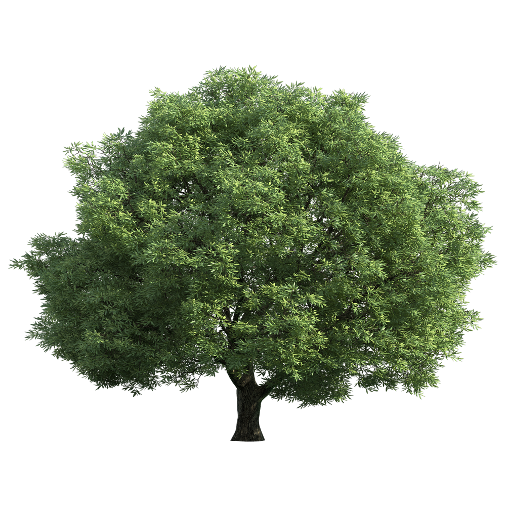 Big Tree PNG Images Transparent HD Photo Clipart big-tree-png-images-transparent-hd-photo-clipart