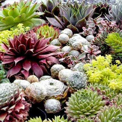 7 Best Places To Succulents Online Sempervivum Ready To Feed That Fat Plant Addiction Here Are The Best Places Succulents