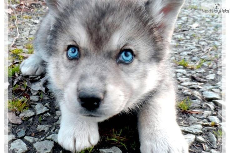 Zootopia Roleplay Community Google Wolf Hybrid Puppies