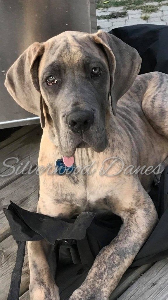 Pin By Stacy Marie On Puppies Brindle Great Dane Great Dane