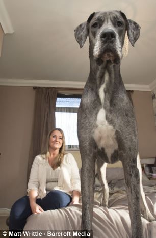 Meet Freddy 7ft 1in 11st And Still Growing The Great Dane