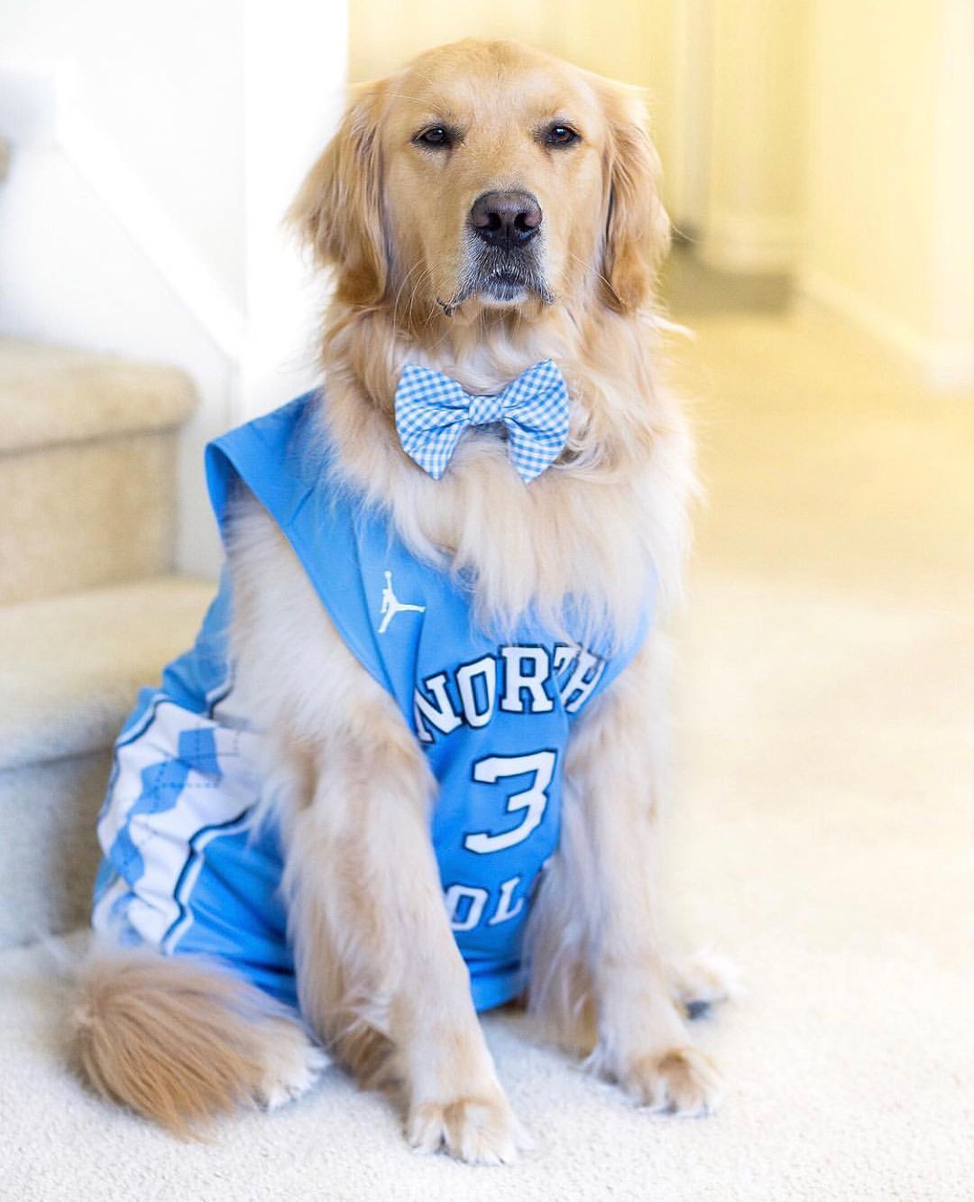 These Tar Heel Pups Are Looking Spiffy And Spirited For