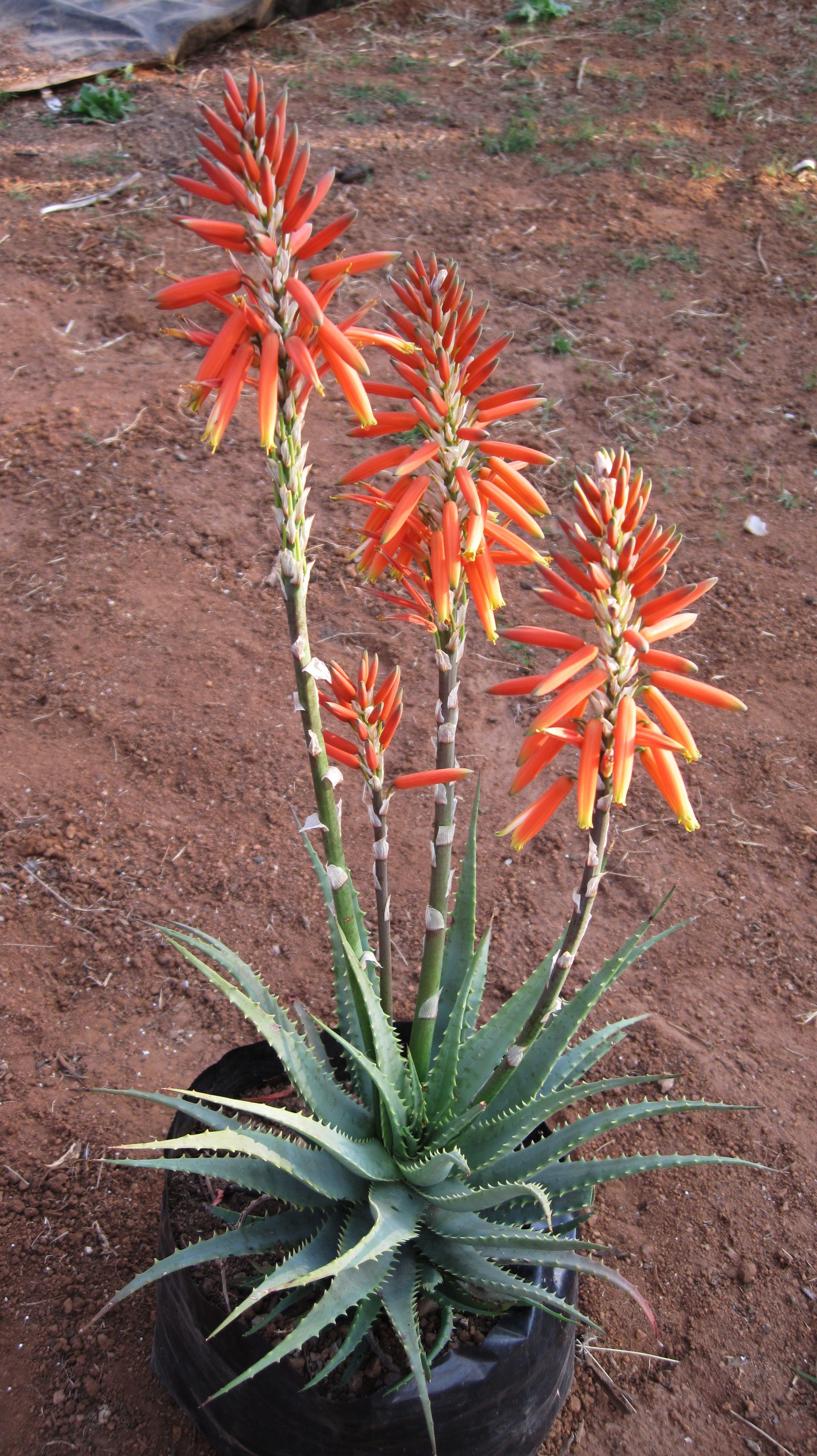 Plants that look like aloe vera