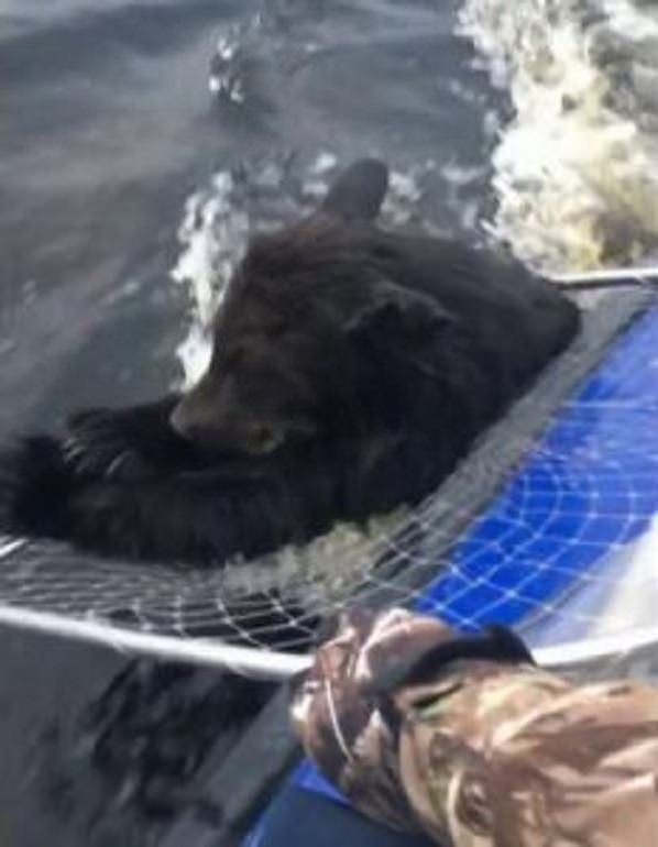 Mama Bear Does This After Man Saves Cubs Mama Bear Pleads To Man To Save Her Drowning Cubs | Mother bears, Bear