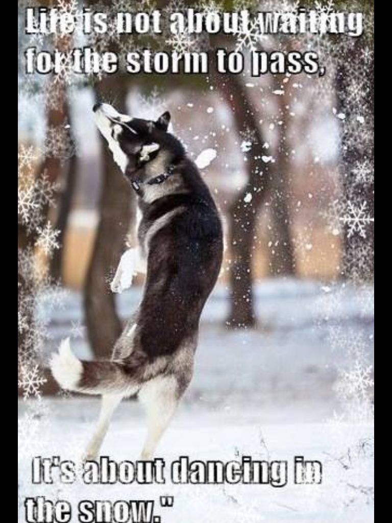 Siberian Husky Puppy Playing In The Snow Description From