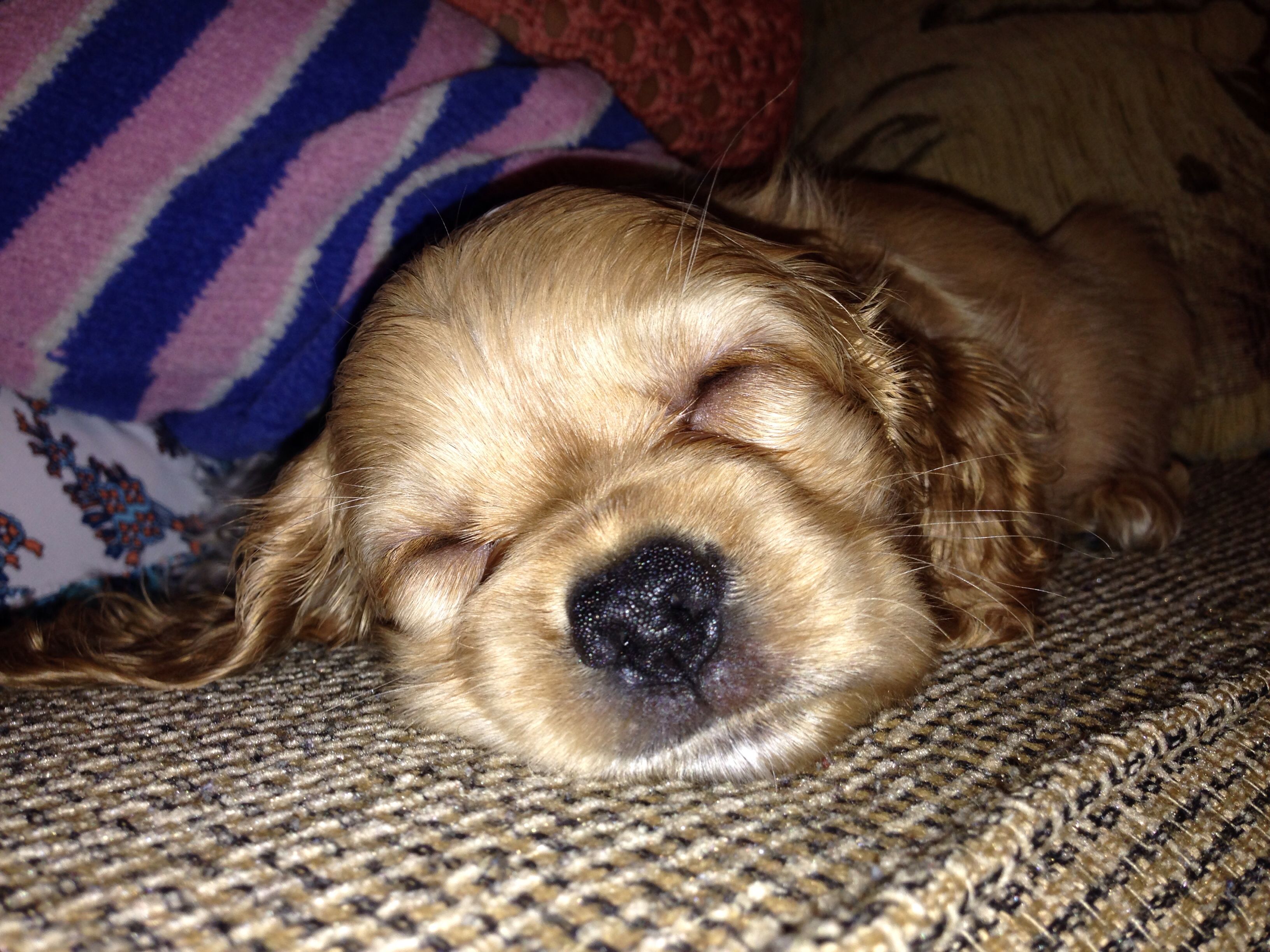New Born Cocker Spaniel American Cocker Spaniel Cocker Spaniel