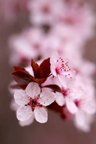 flores de cerezo