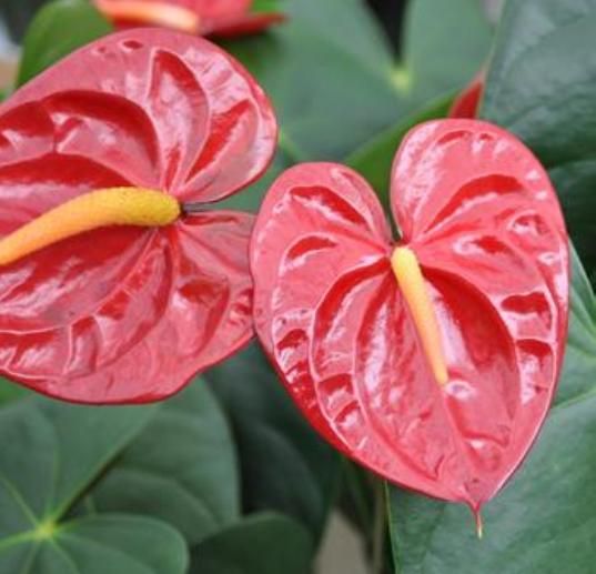 Banyak Kan Yang Sering Nanya Selain Philo Ada Tanaman Jenis Apa Lagi Yang Kuat Indoor Dan Keliatan Bagus Hmm Coba Deh Beberapa Jenis Anthurium Karena Dari