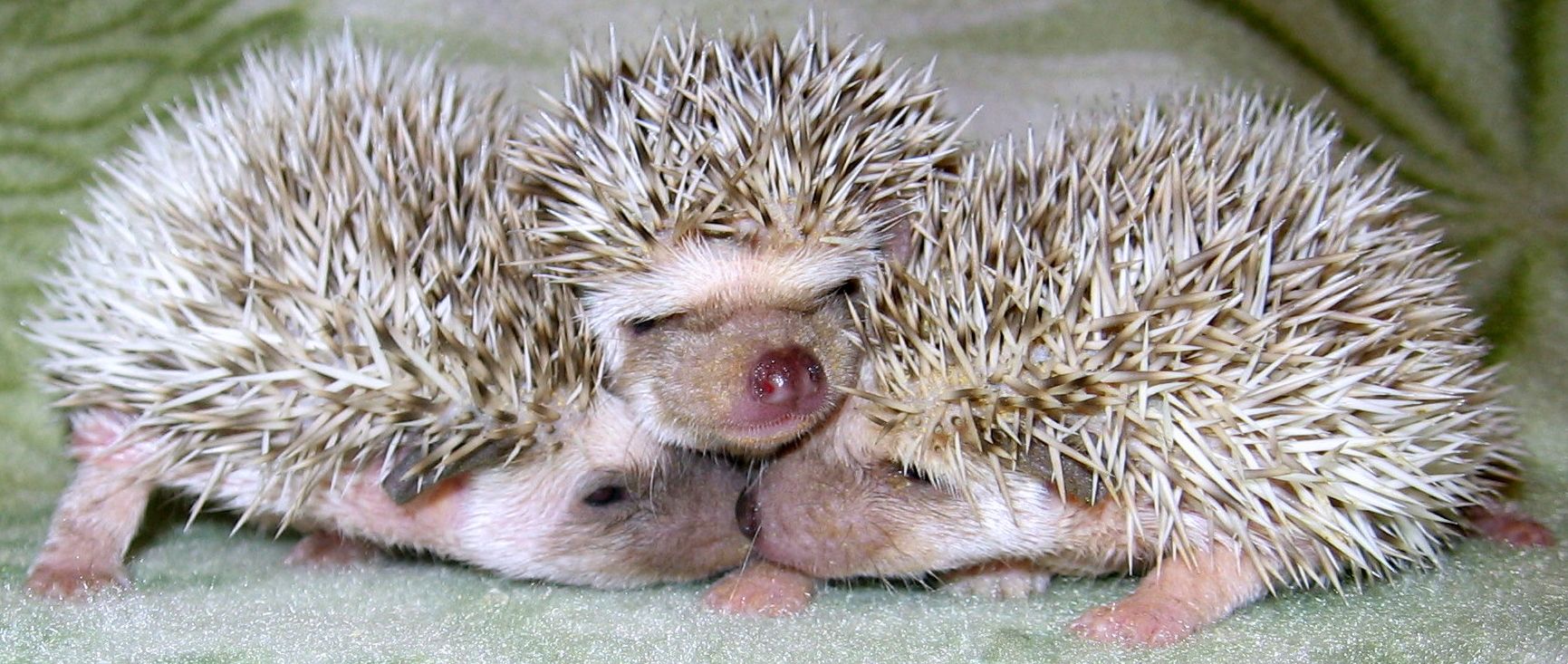 Hazel Mountain Hedgehogs, A Colorado Hedgehog Breeder Erizos, Animales Boni...