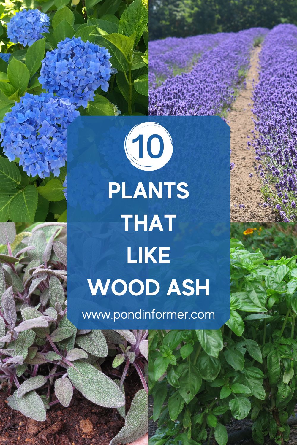 10 Plants That Like Wood Ash (Top Species